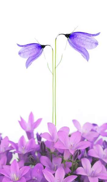 Härliga våren flora — Stockfoto