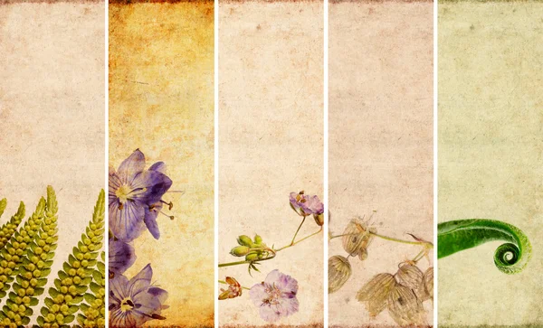 横幅与花卉元素和泥土纹理可爱集 — 图库照片