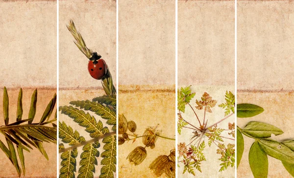 Mooie set van banners met florale elementen en aardse texturen — Stockfoto