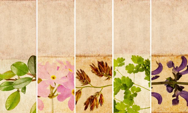 Härlig uppsättning banners med blommig element och jordnära texturer — Stockfoto