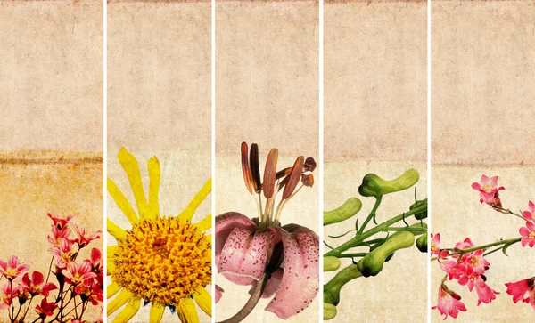 横幅与花卉元素和泥土纹理可爱集 — 图库照片