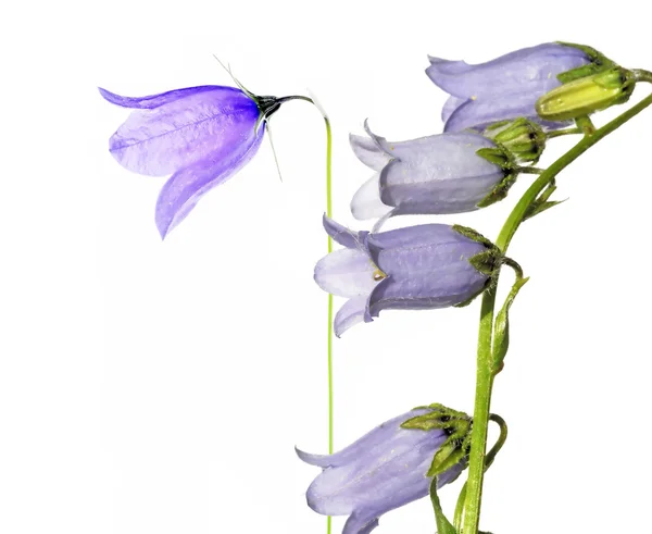 Härliga våren flora — Stockfoto