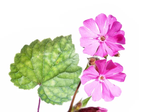 Lovely spring flora Stock Picture