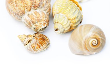 Seashells beyaz bir arka plana dayanır