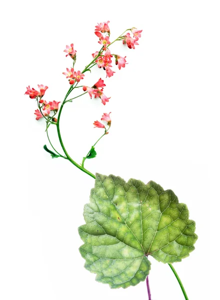 Bella flora primaverile — Foto Stock