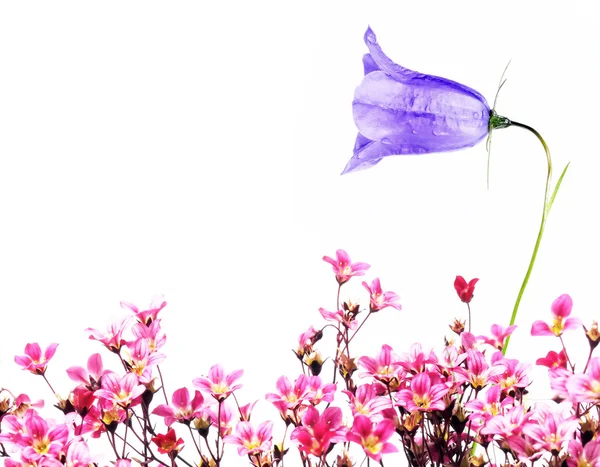 Piękny wiosenny flory — Zdjęcie stockowe