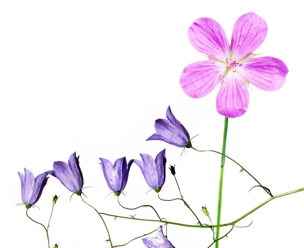 Preciosa flora de primavera — Foto de Stock
