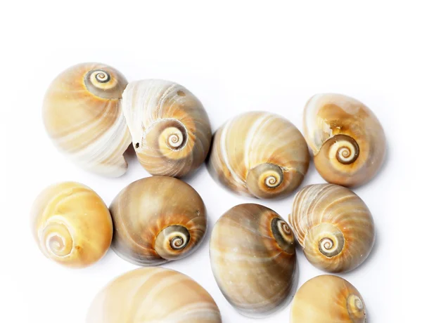 Conchas marinas sobre fondo blanco — Foto de Stock