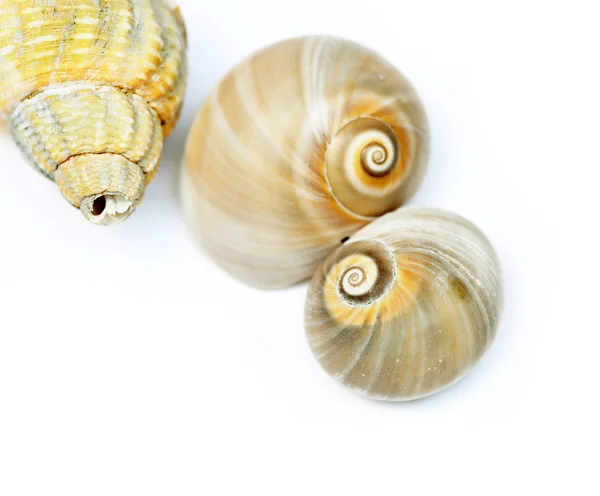 Seashells contra fundo branco — Fotografia de Stock