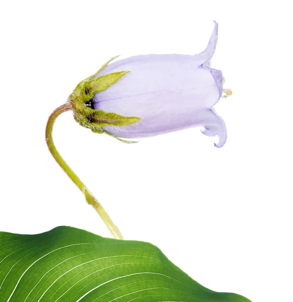 Härliga våren flora — Stockfoto