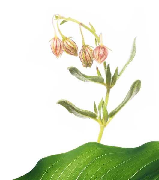 Ihana kevätkasvisto — kuvapankkivalokuva