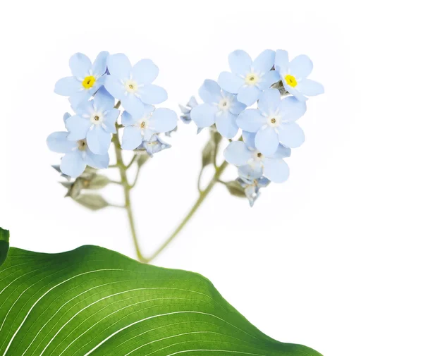 Prachtige lente flora — Stockfoto