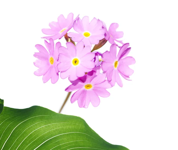 Lovely весняний флори — стокове фото