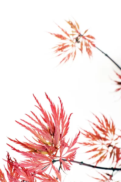 素敵な春の植物相 — ストック写真