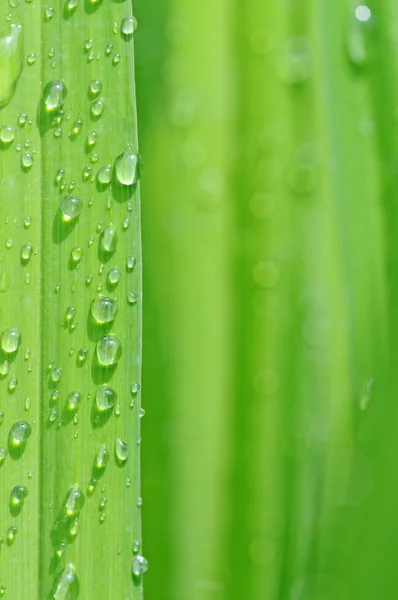 Våren lämnar med regndroppar — Stockfoto