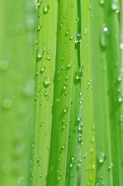 Spring leaves with rain drops — Stock Photo, Image