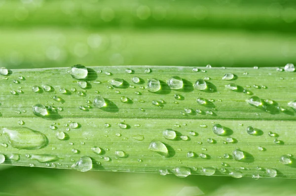 Spring leaves with rain drops — Stock Photo, Image