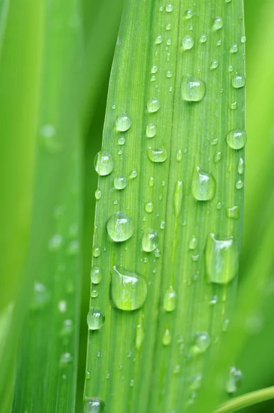 Foglie di primavera con gocce di pioggia — Foto Stock