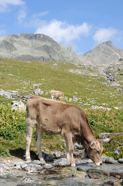 Una vaca pastando en los alpes suizos —  Fotos de Stock