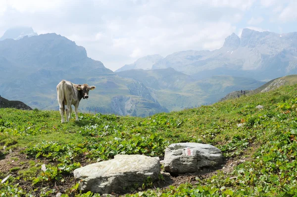 Una vaca pastando en los alpes suizos —  Fotos de Stock