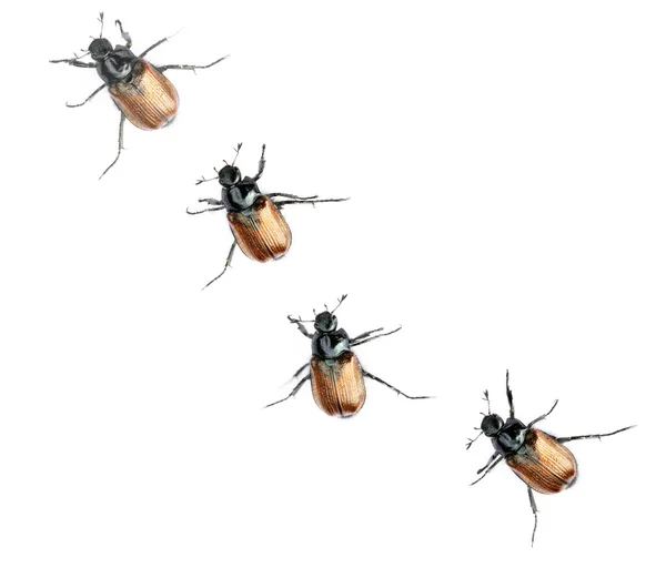 Четыре жука на белом фоне — стоковое фото