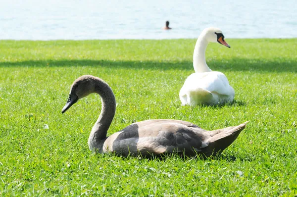 Young swan and its mother on a lawn — Stock Photo, Image