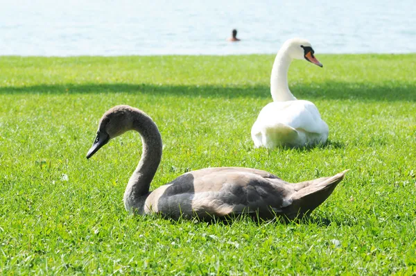 Jonge swan en haar moeder op een gazon — Stockfoto