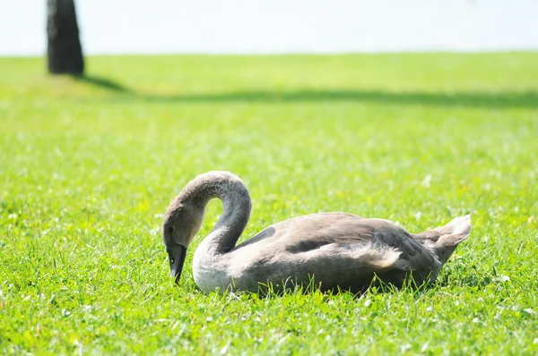 Cisne jovem e sua mãe em um gramado — Fotografia de Stock