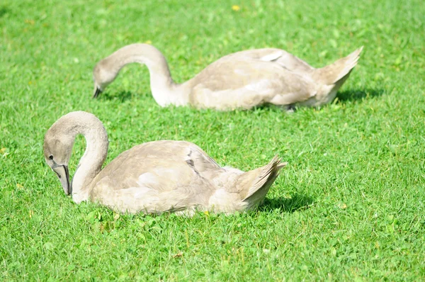 Два молодых лебедя едят на лужайке — стоковое фото