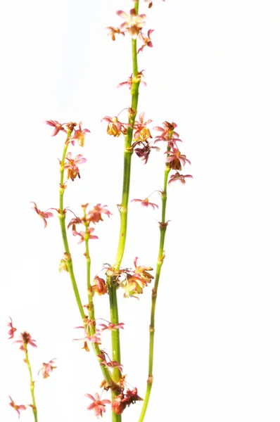 Preciosa flora de primavera —  Fotos de Stock