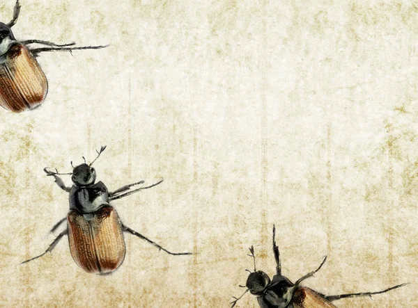 Four beetles against background — Stock Photo, Image