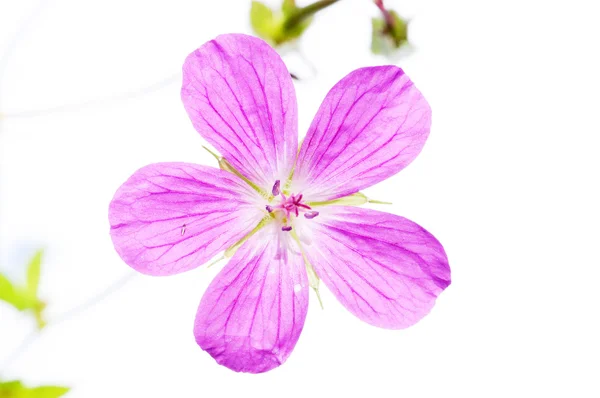 Güzel bahar flora — Stok fotoğraf