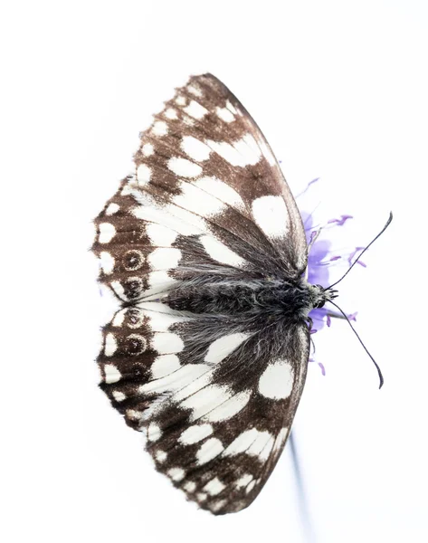 Beau papillon (mélanargia galathea) sur fond blanc — Photo