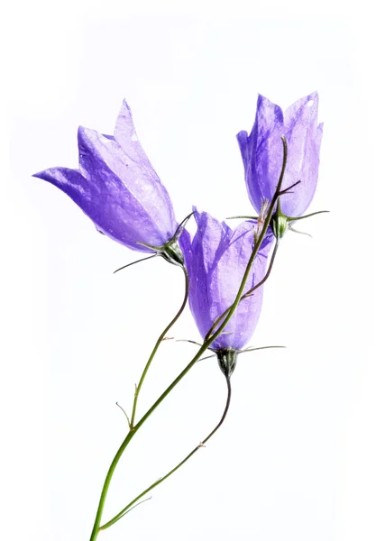 Härliga våren flora — Stockfoto