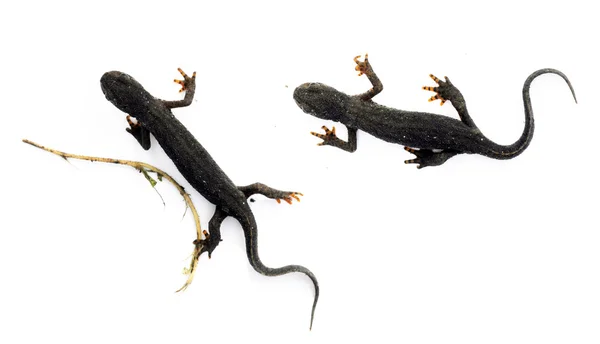 Jordnära bakgrundsbild med salamandrar på nära håll — Stockfoto