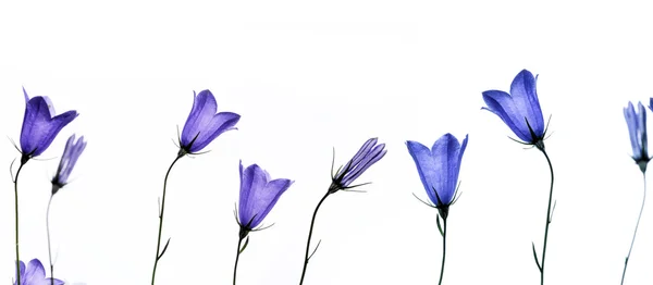 Prachtige lente flora — Stockfoto