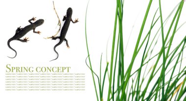 Spring concept. flora and a couple of salamanders against white background. clipart