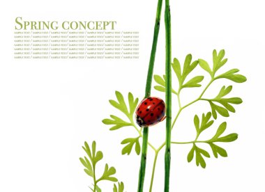 Lovely lady bug on flora against white background clipart