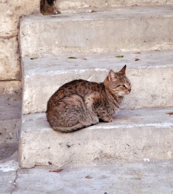 Mısır kedisi