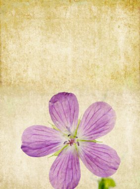 mooie bloemen achtergrond en ontwerp element