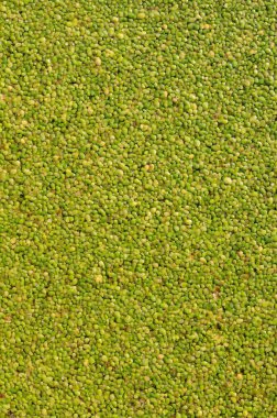 Yüzey yeşil ördek otuyla kaplı..