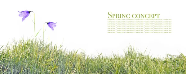 Jonge paarse bloemen tegen witte achtergrond — Stockfoto