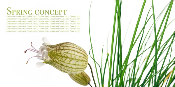 Flora mot vit bakgrund. användbar designelement — Stockfoto