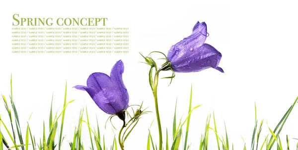 Young purple flowers against white background — Stock Photo, Image