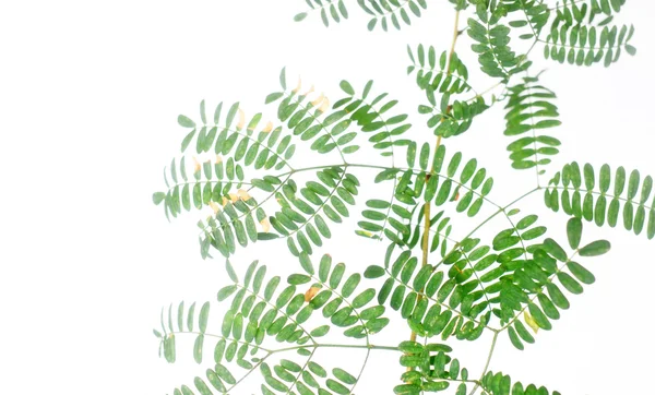 Jovens folhas verdes sobre fundo branco — Fotografia de Stock