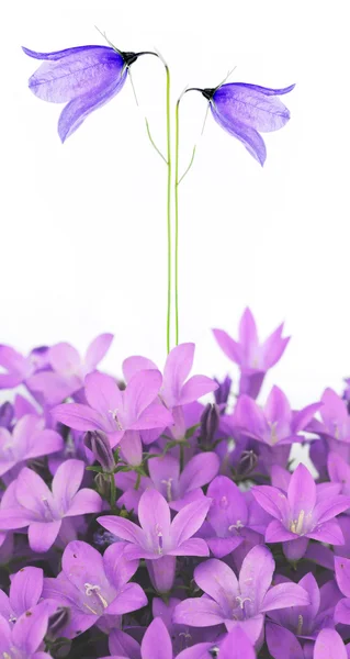 Lovely detalhe floral e elemento de design — Fotografia de Stock