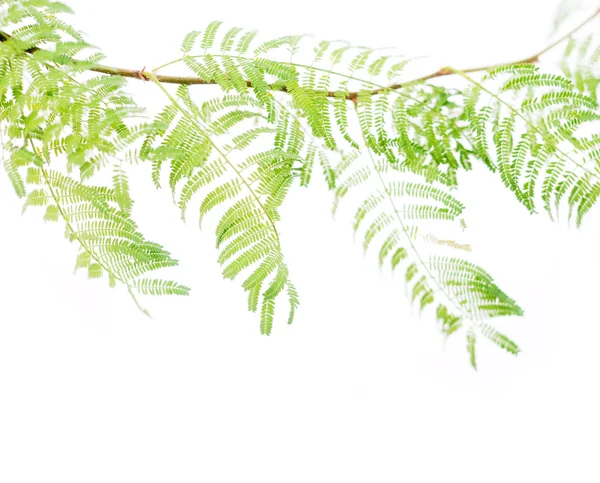 白い背景に対して植物。非常に便利なデザイン要素. — ストック写真