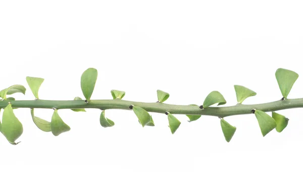 stock image Young green leaves over white background