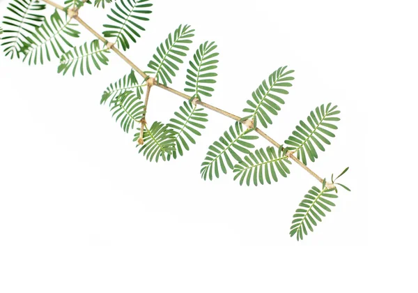 Frunzele verzi tinere pe fundal alb — Fotografie, imagine de stoc
