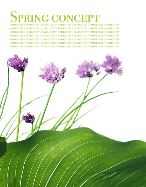 Junge lila Blüten vor weißem Hintergrund — Stockfoto